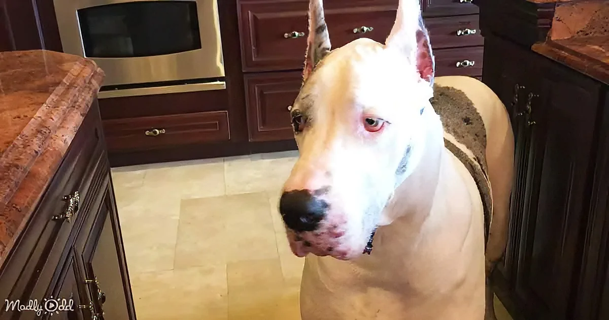 A large white dog with a black patch on its nose sits in a kitchen, looking directly at the camera.
