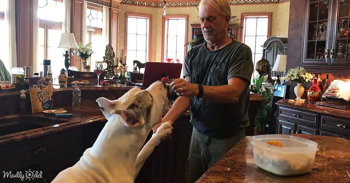 A man feeds a white dog in a cozy, well-decorated kitchen with wooden cabinets and a granite countertop.