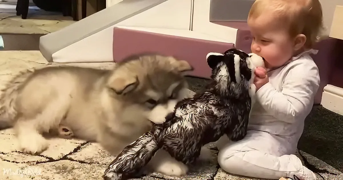 A baby in white plays with a black and white skunk while a fluffy white dog watches nearby.