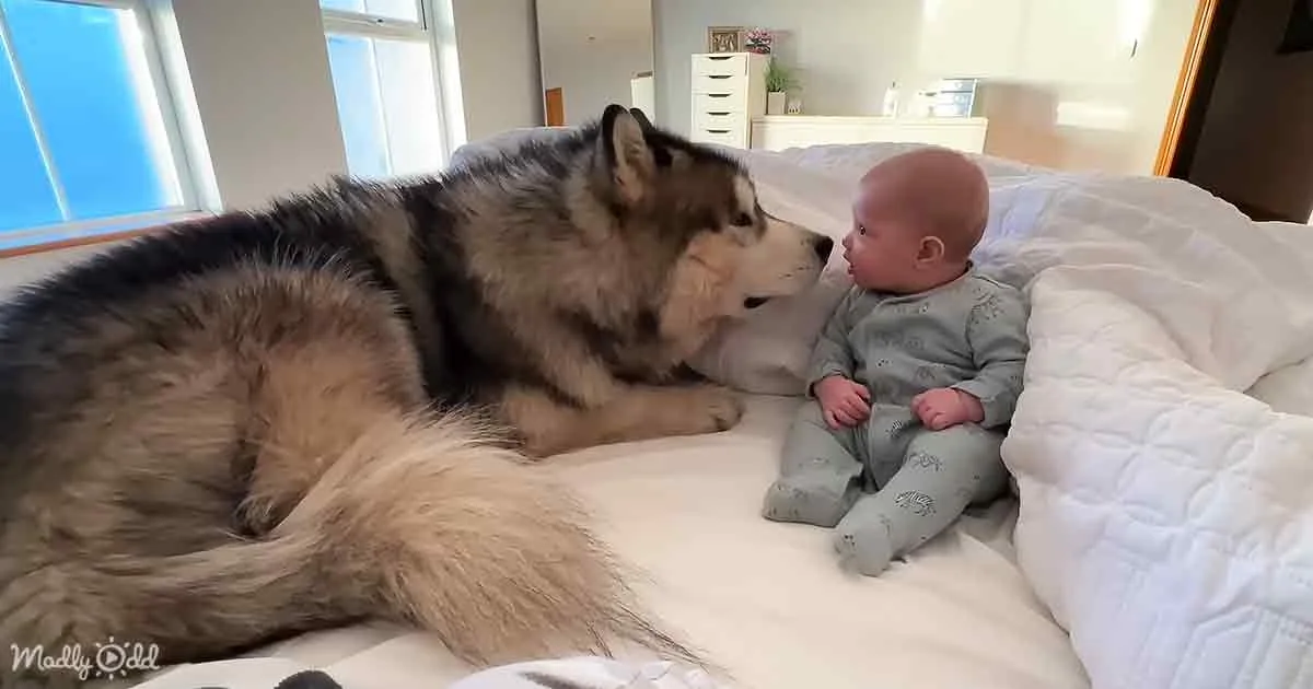 A large, fluffy dog rests on a bed, gently nuzzling a baby in soft pajamas.