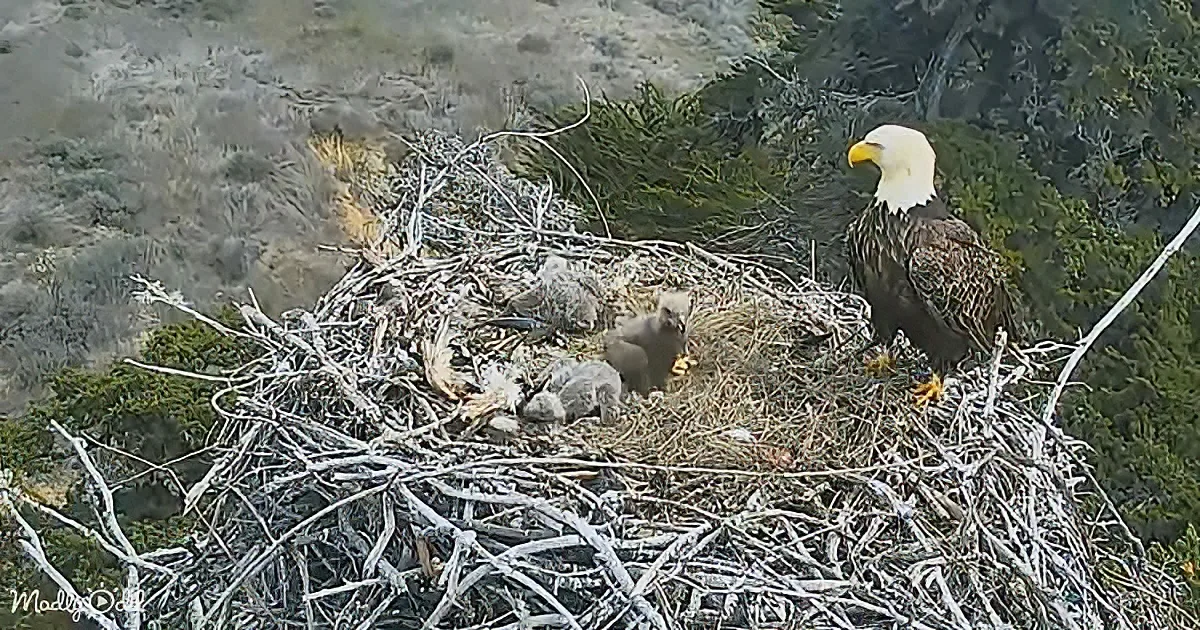 A bald eagle stands vigilantly in its nest, surrounded by fluffy chicks, with a rugged landscape in the background.