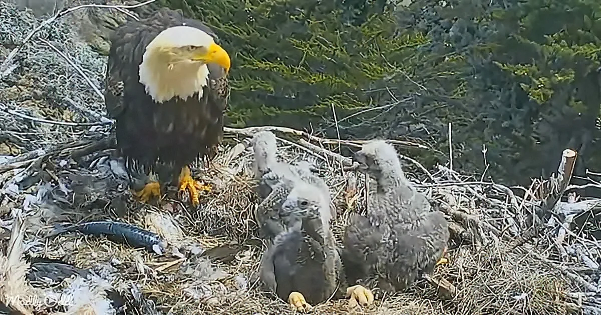 A majestic bald eagle stands protectively over three fluffy eaglet chicks in a nest.
