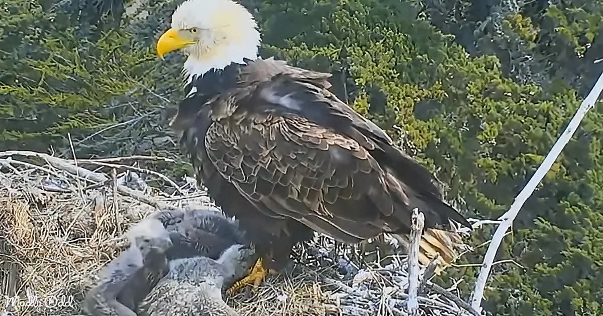 A majestic bald eagle with a yellow beak perches over its fluffy, gray chicks in a nest amidst greenery.