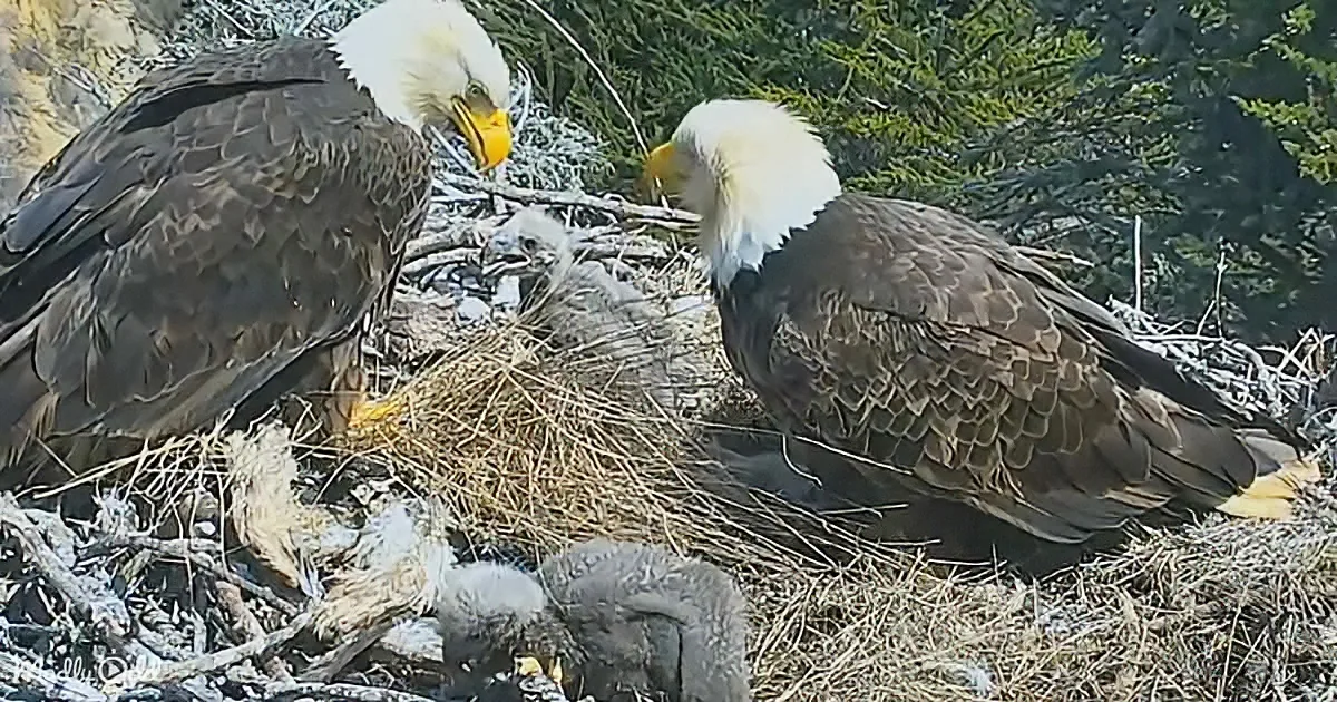 Two adult bald eagles and their chicks rest in a nest amidst branches and twigs.