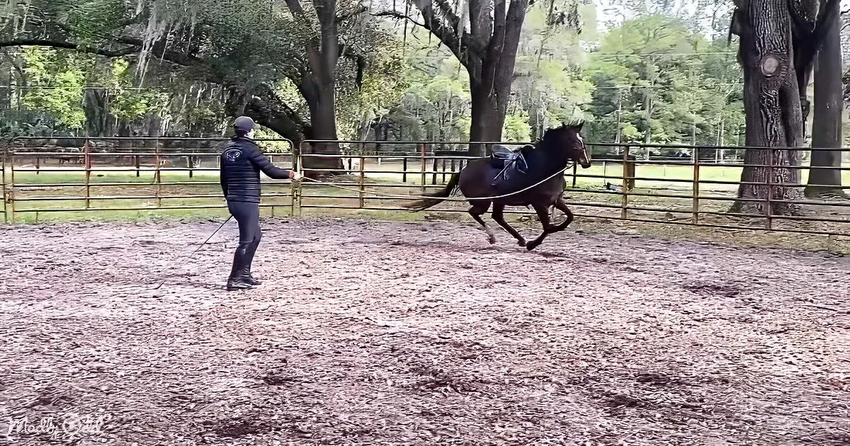 A person leads a horse in a muddy paddock, surrounded by trees and a fence.