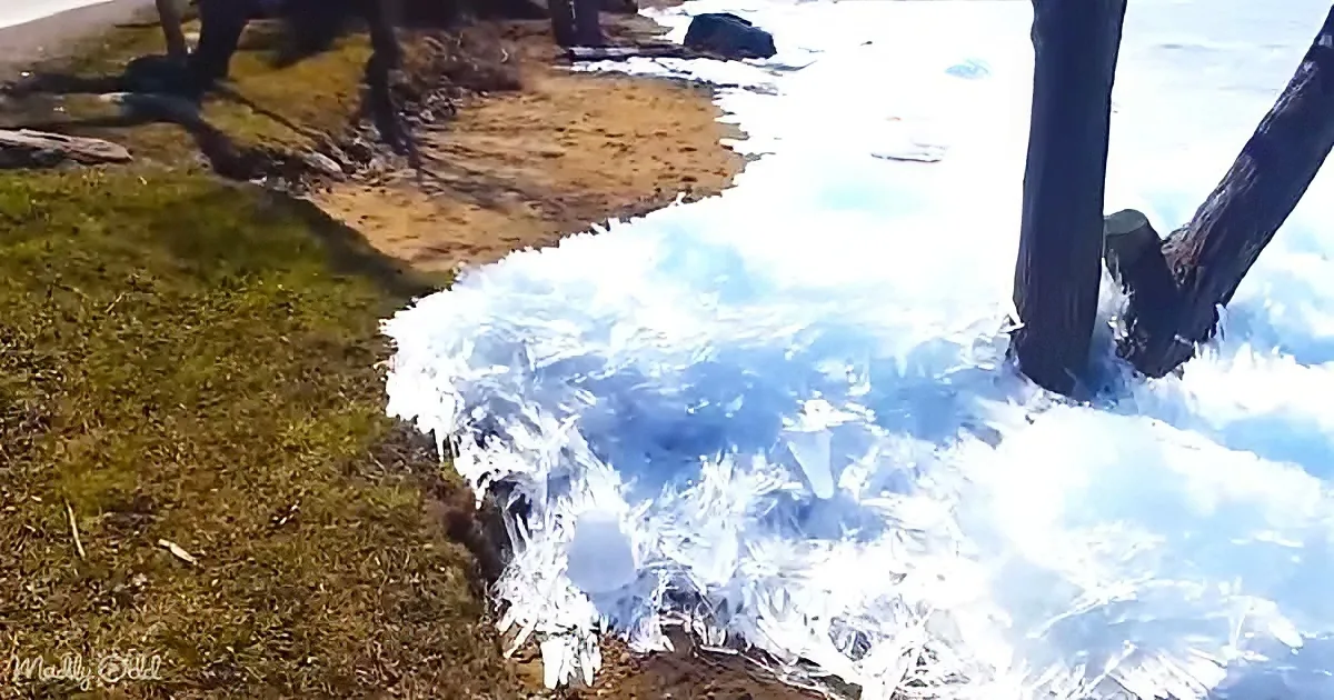 A frozen stream with ice crystals reflecting sunlight, surrounded by grass and trees.