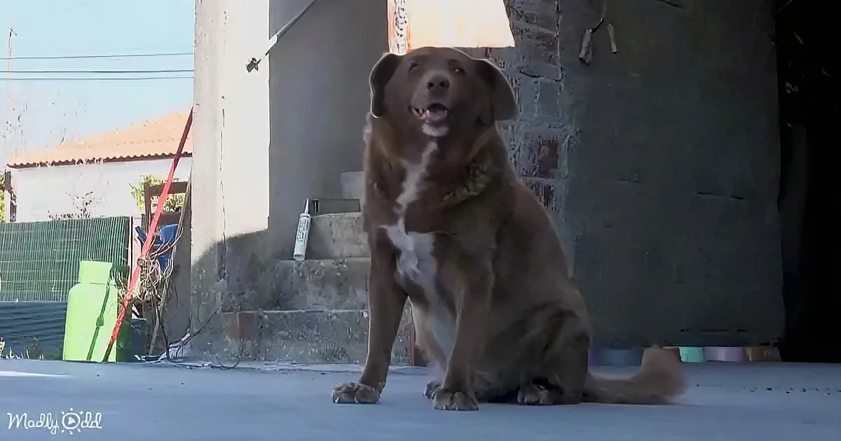 A brown dog sits on a concrete surface, looking up with its mouth open, in front of a building with a red roof and some...