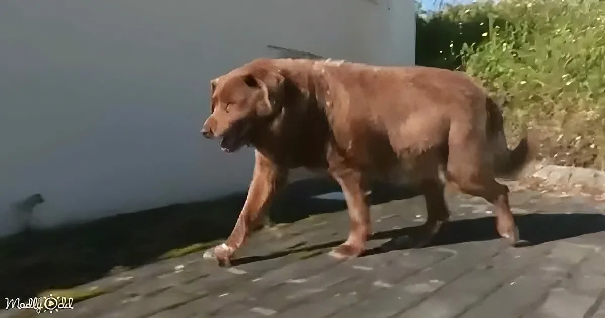 A brown dog stands on a tiled roof, looking to the left, with sunlight reflecting off its fur.