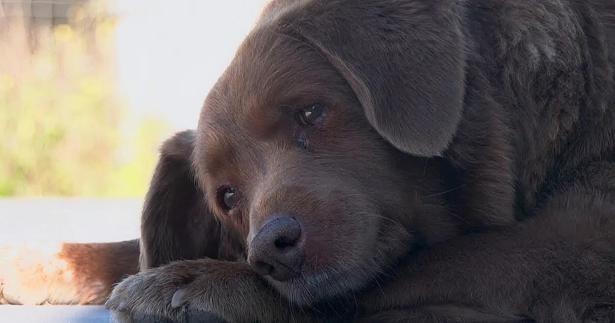 Bobi, the World's Oldest Dog at 30 Can Teach You a Thing or Two