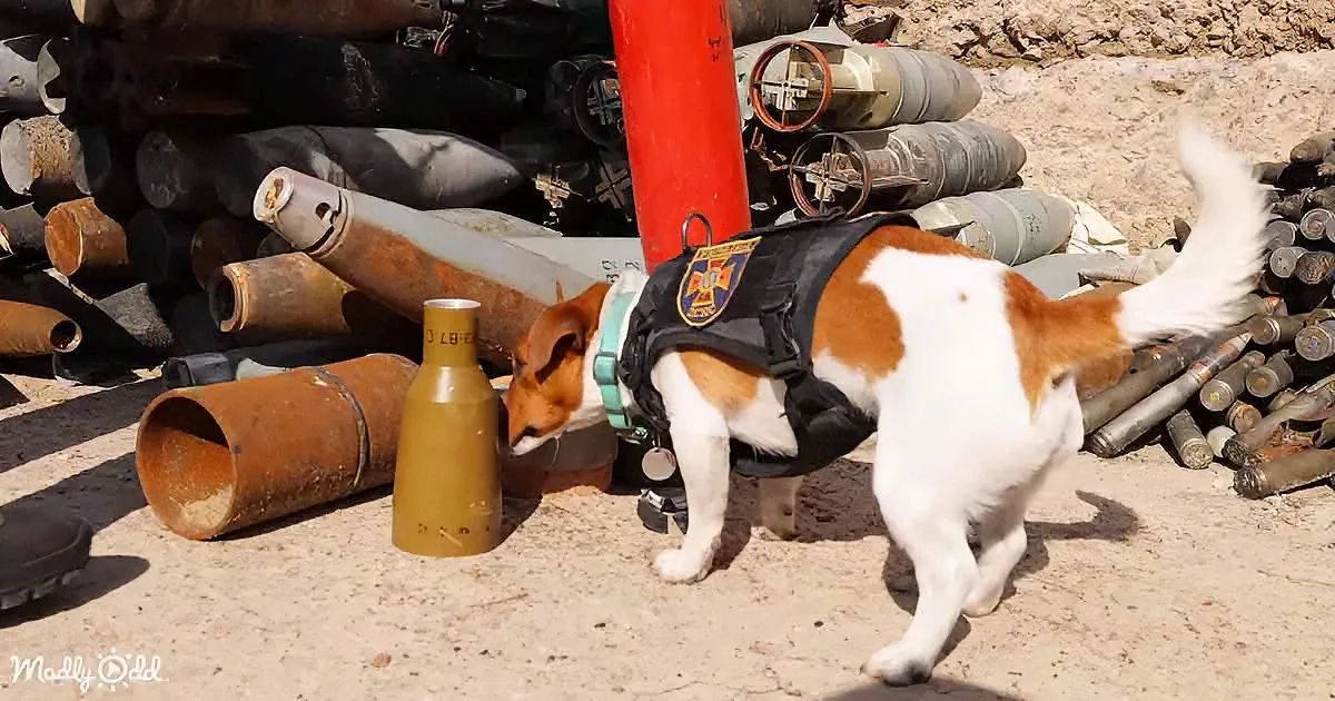 A dog in a black vest sniffs a green cylindrical object amidst a pile of rusted metal objects.