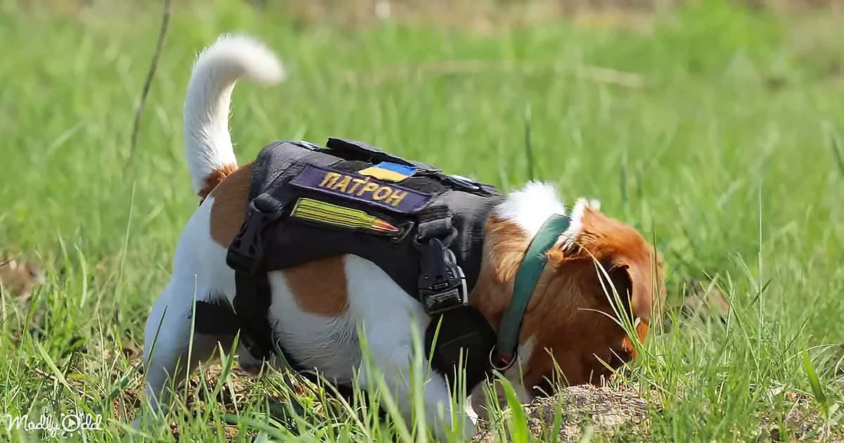 A dog wearing a tactical vest labeled "ПАТРОН" is sniffing the ground in a grassy field.