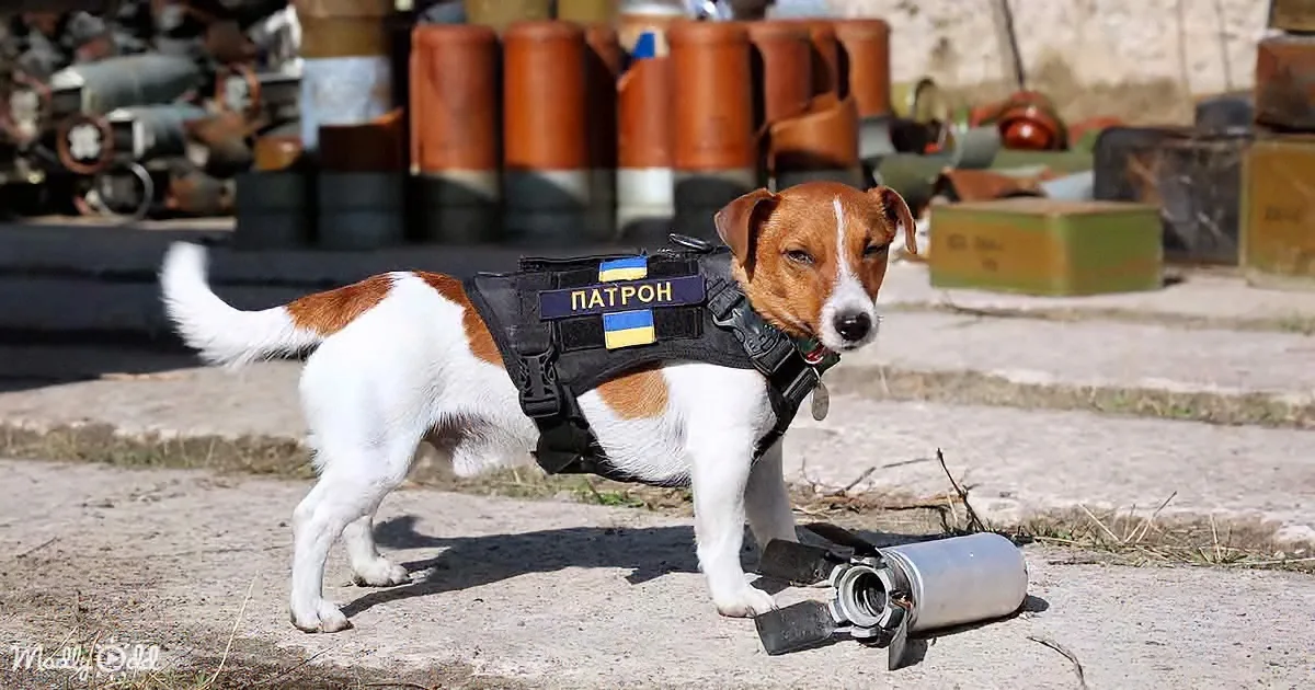 A dog wearing a vest labeled "ПАТРОН" with a Ukrainian flag stands near a discarded object on a concrete surface.