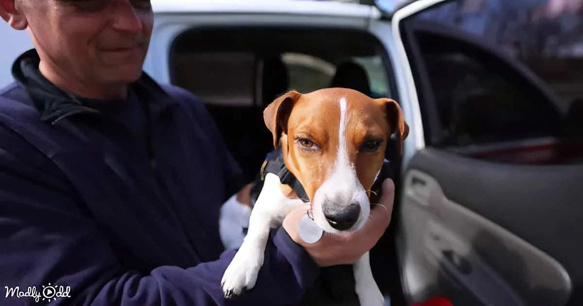 A man holds a small brown and white dog with a white stripe on its face, standing near a car.