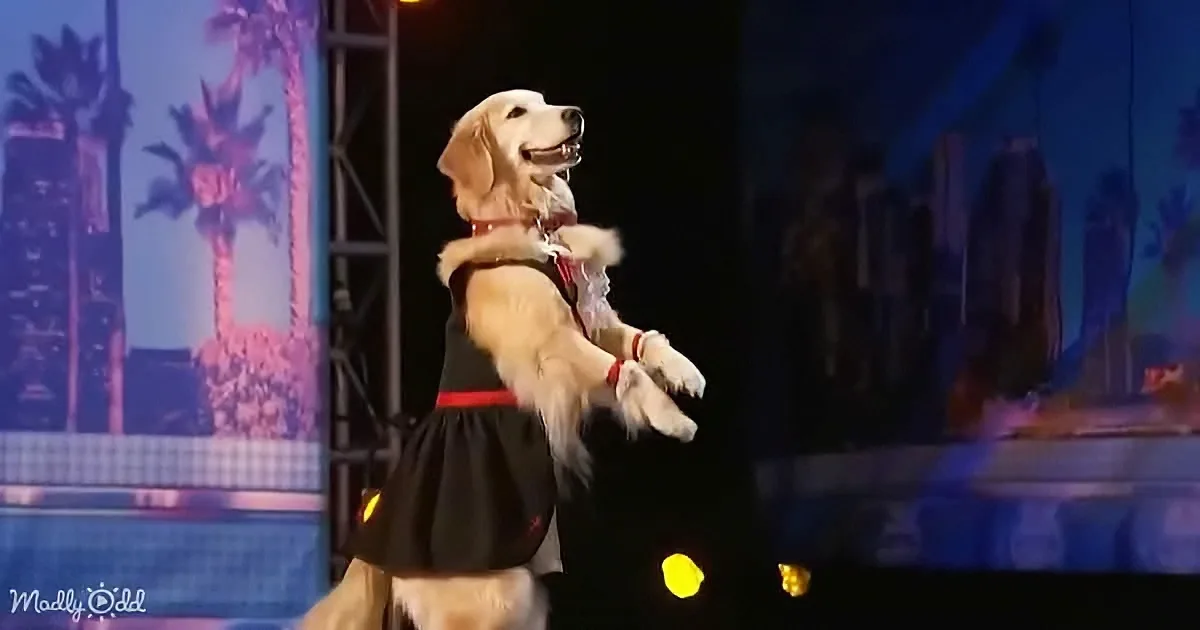 A golden retriever in a black dress with red accents stands on a stage, looking up.
