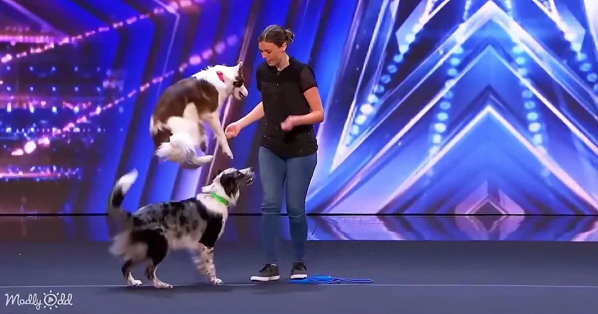 A woman interacts with two dogs on a stage, one jumping while the other stands nearby.