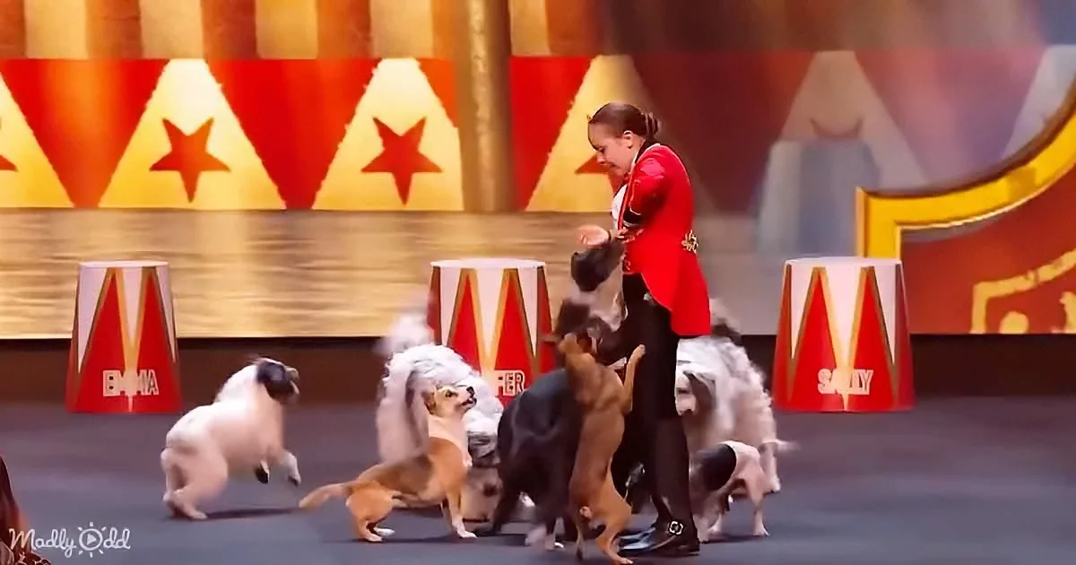 A woman in a red jacket interacts with a group of small dogs on a stage with circus-themed decorations.