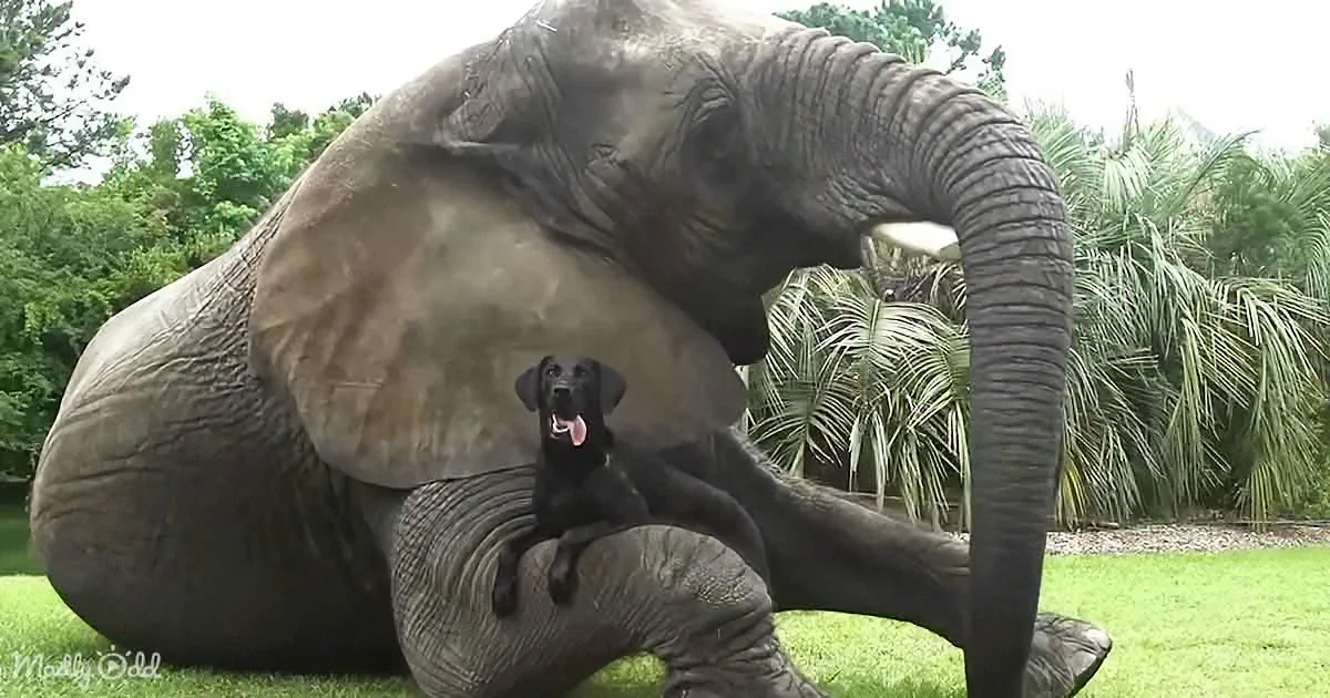 What to Do When Your Dog Brings Home a New Friend