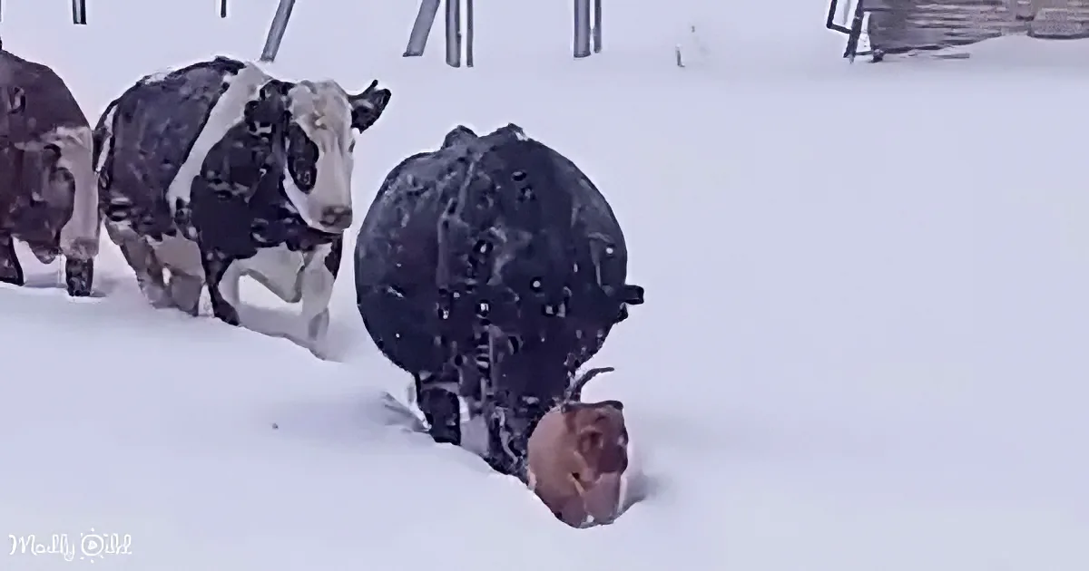 A cow, partially covered in snow, lies on its side while another cow stands nearby, both in a snowy field.