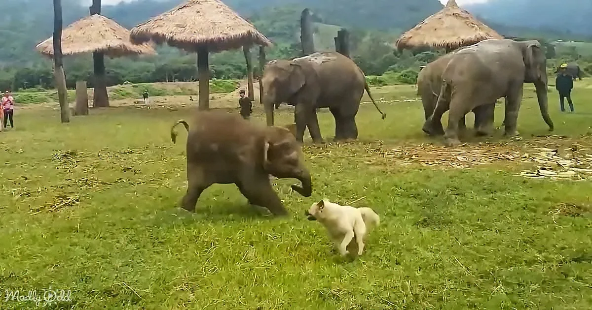 A playful baby elephant chases a white puppy in a grassy field with elephants and huts in the background.