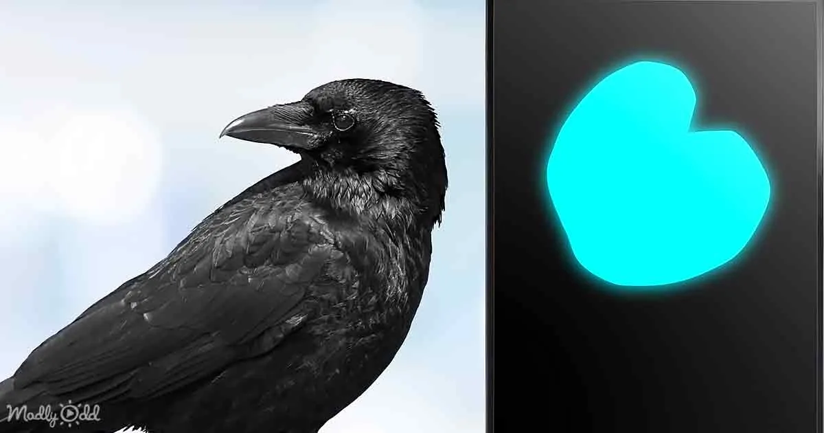 A black crow is perched against a light background, next to a glowing blue heart symbol on a dark background.