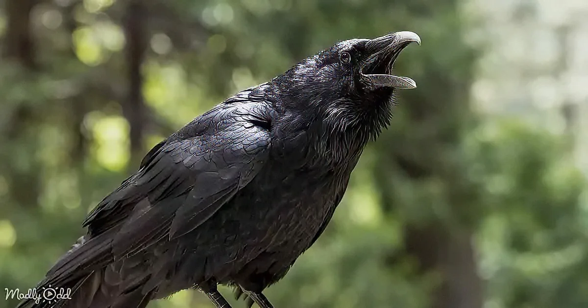 A black crow with a sharp beak is perched, its mouth open, set against a blurred green background.