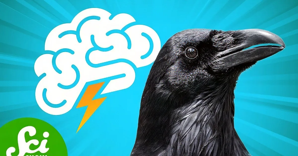 Super Intelligent Crows' 'Tool Box' Will Leave You in Awe