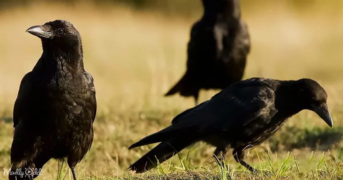 Two black birds stand on grass, one facing left, the other right, with a blurred third bird in the background.