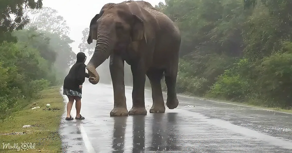A person in black interacts with a large elephant on a wet road amidst lush greenery.