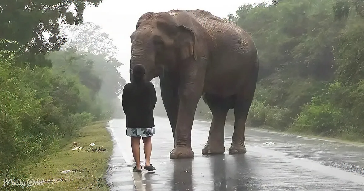 A person stands facing a large elephant on a wet road surrounded by lush greenery.
