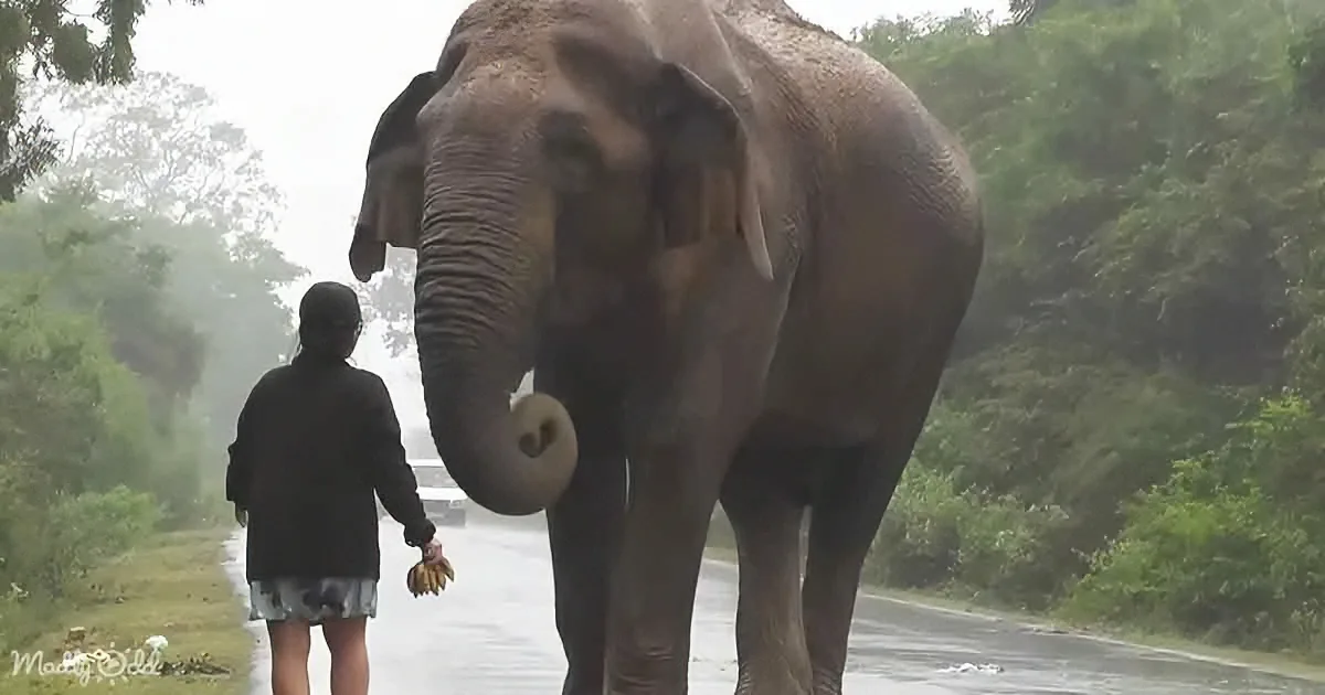 Fearless Woman Meets a Majestic Elephant in the Jungle