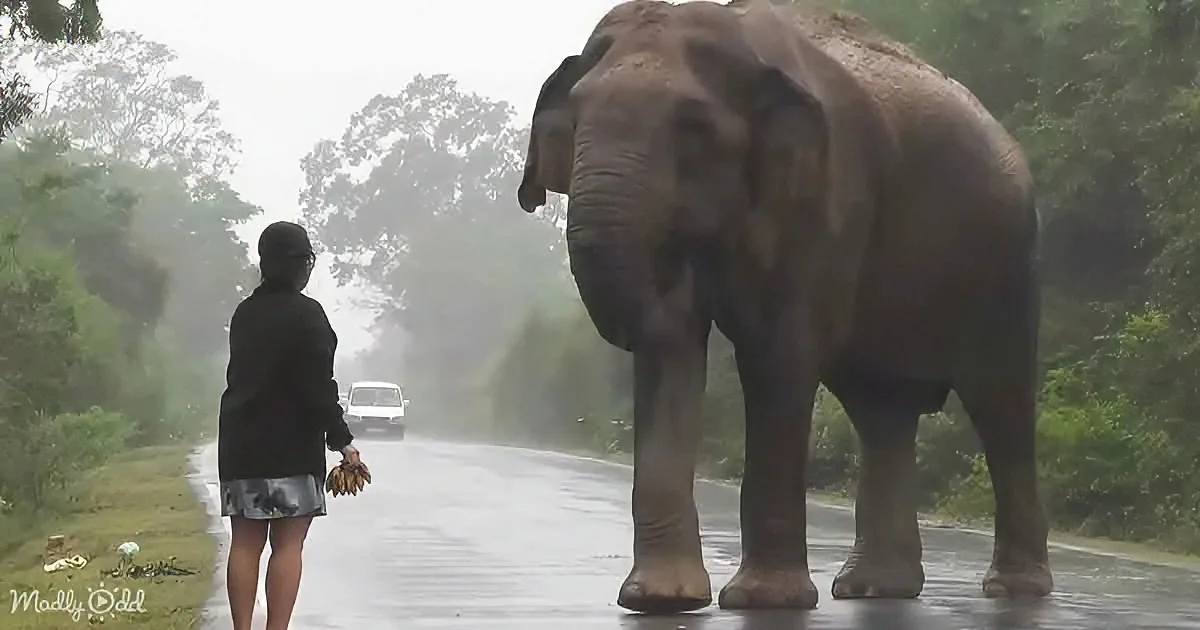 A woman stands on a wet road, holding bananas, facing a large elephant in a forested area.
