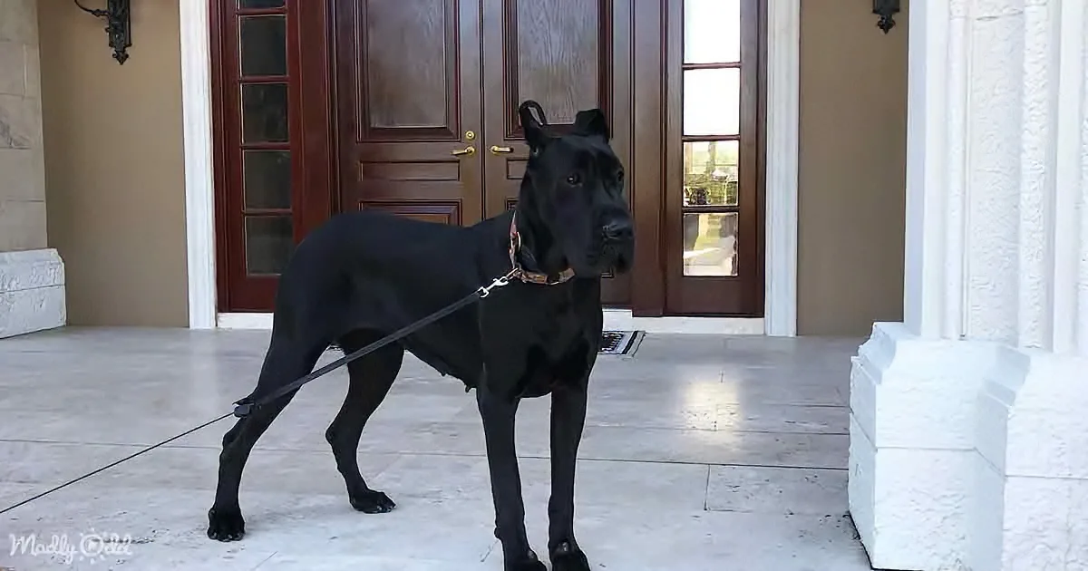 A black Great Dane stands on a leash in front of a wooden door with glass panels.