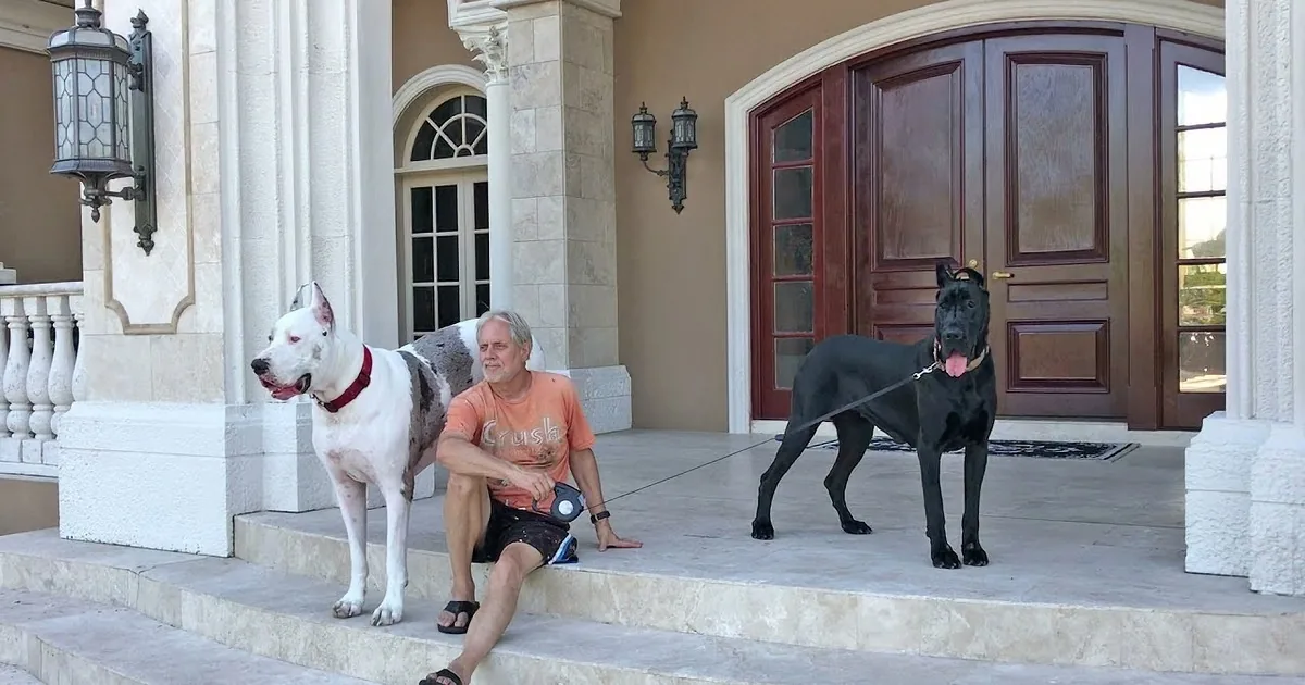 Rescued Great Dane's New Family Brings Love and Laughter