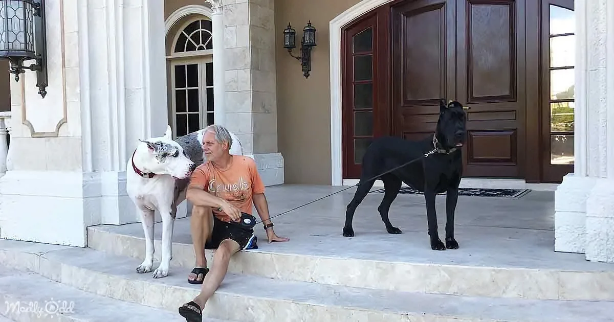 A man sits on steps with two large dogs, one white and one black, in front of a house.