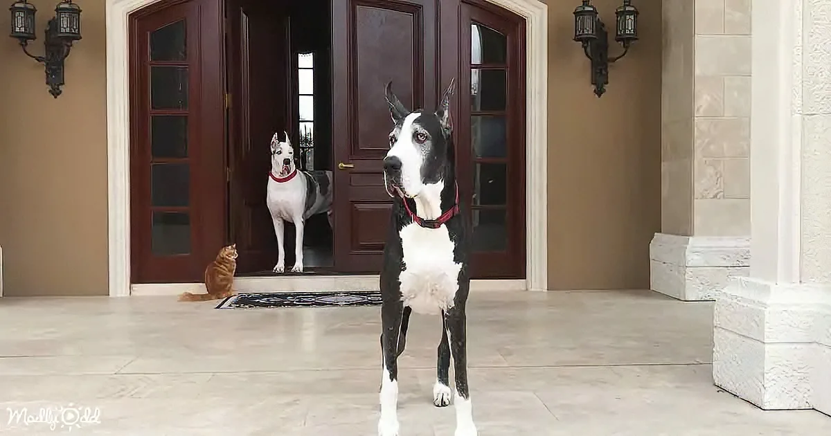 A black and white dog stands in front of a door, with a white dog and a cat inside.