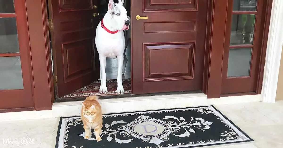 A large white dog stands at the door, while a ginger cat sits on a decorative mat in front.