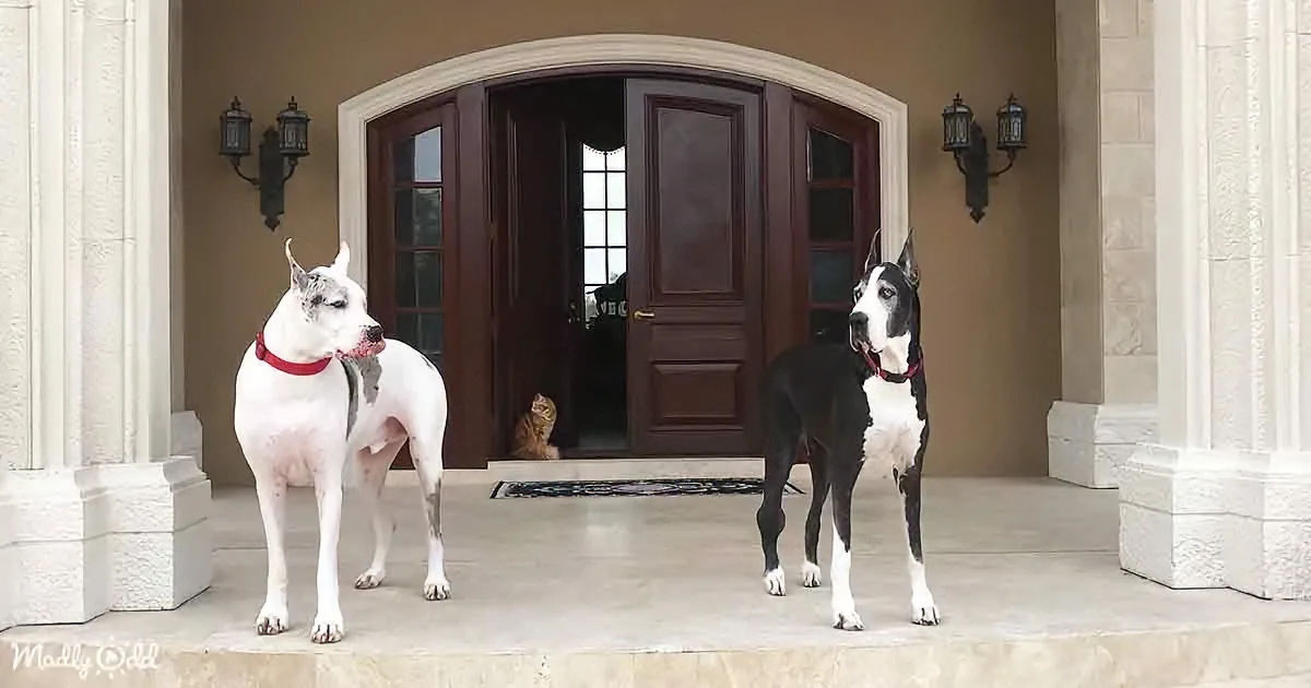 Great Dane Stands by as Mischievous Cat Takes Charge