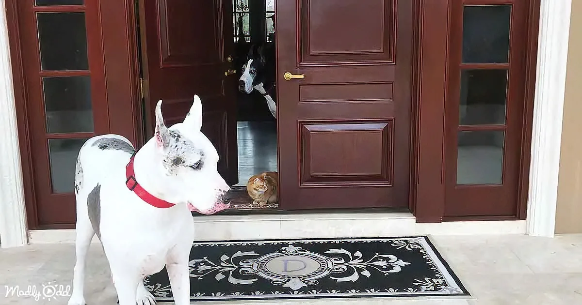 A white dog with a red collar stands on a black and white mat, looking at a black and white dog inside a house.