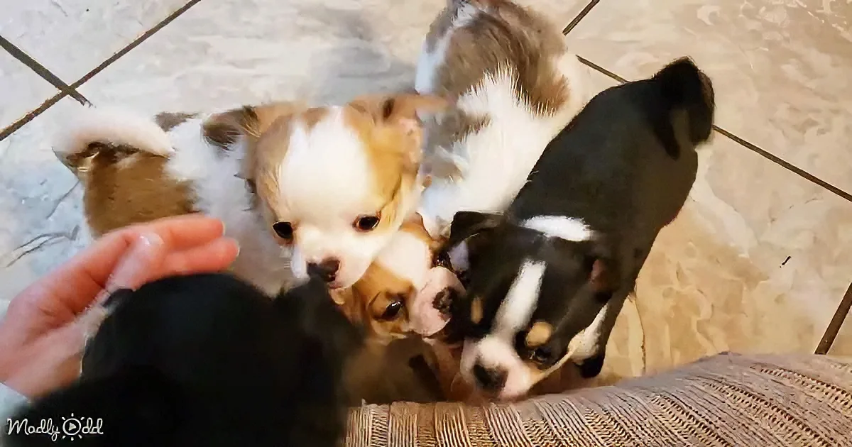 Four adorable puppies, two black and two brown and white, are nestled together on a tiled floor.
