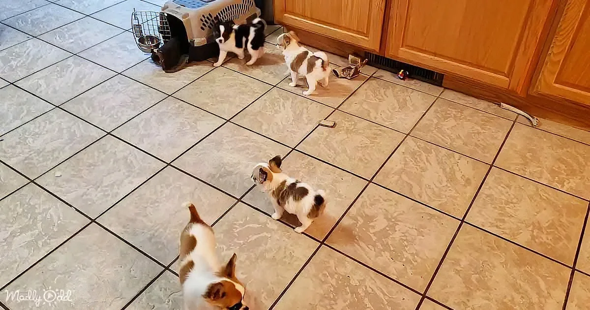 Four small dogs, including a Chihuahua mix, are gathered on a tiled kitchen floor near a pet carrier.