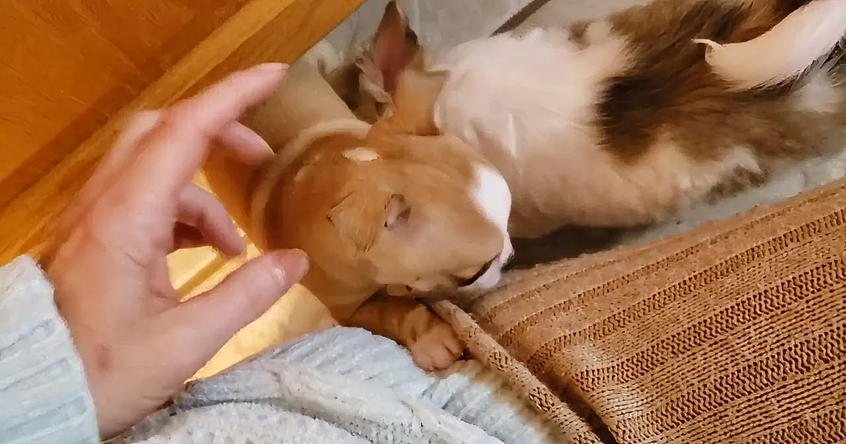 Irresistible Chihuahua Puppies Stealing Hearts With Their Playfulness
