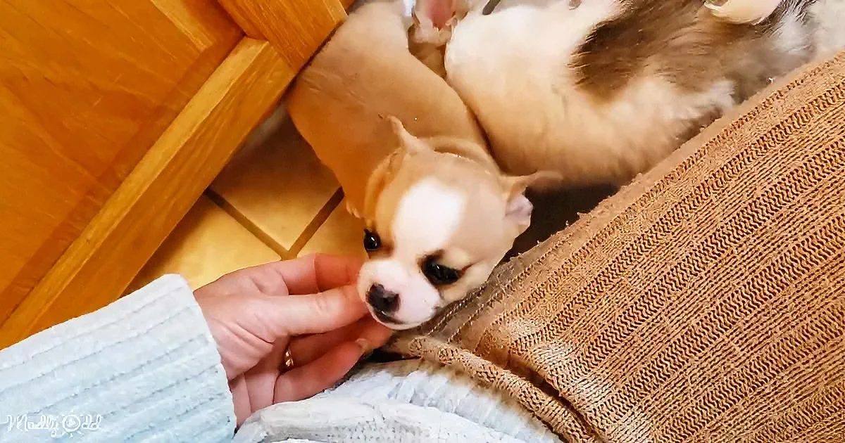 A small, fluffy puppy with a white and brown coat rests on a blanket, looking up at a hand reaching towards it.