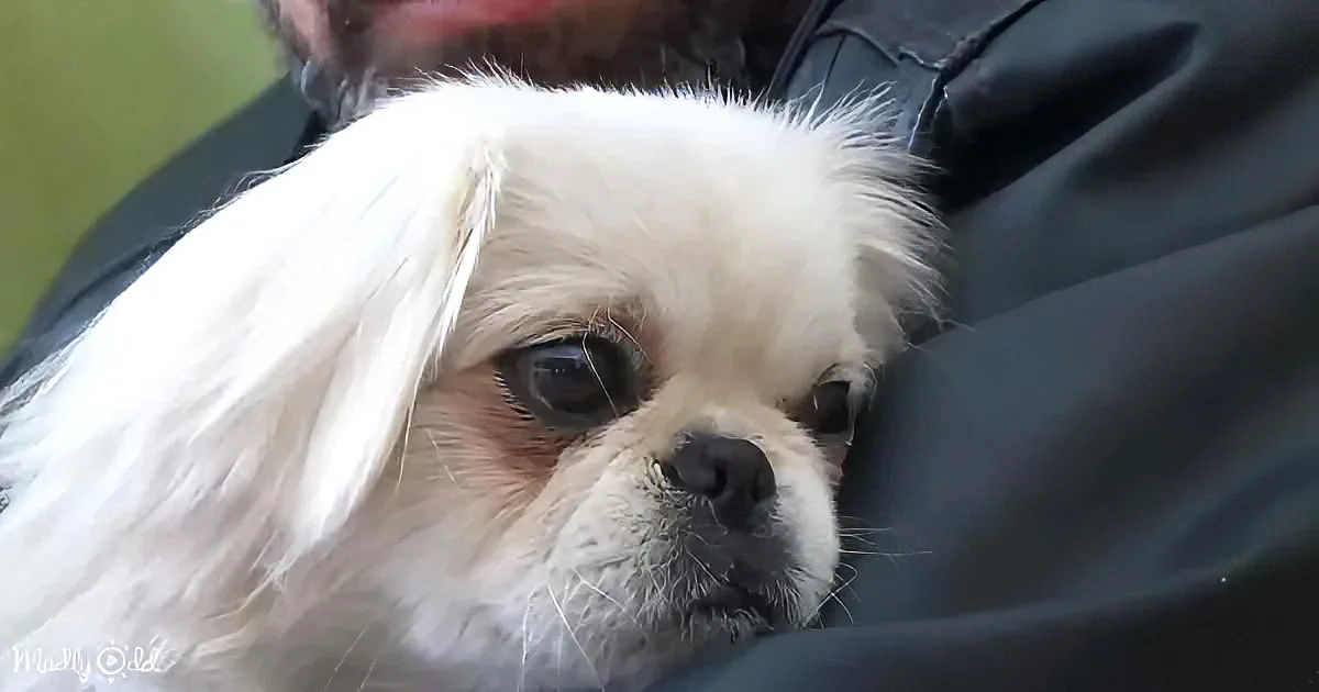 A fluffy white dog with a sad expression sits in someone's lap.