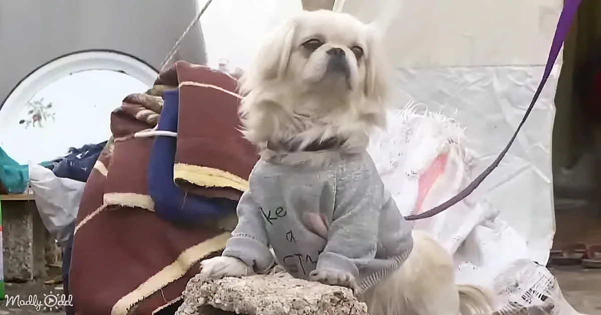A small white dog wearing a grey sweatshirt sits on a rock amidst various fabrics and items.