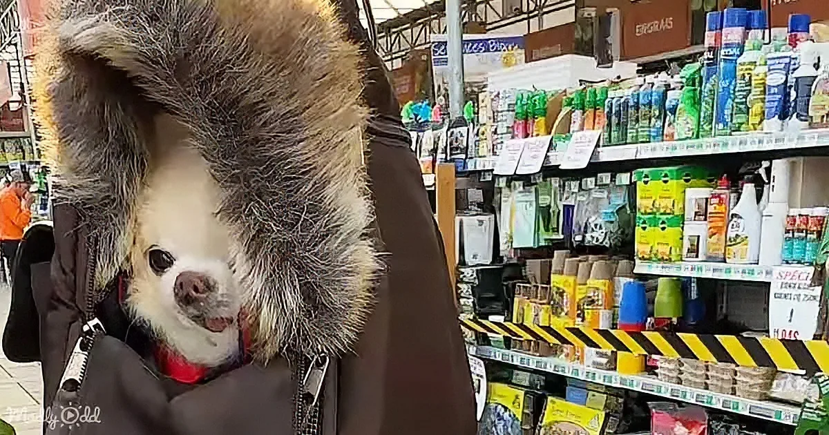 A person wearing a fur-lined hood holds a small dog with a white face and brown ears in a grocery store aisle.