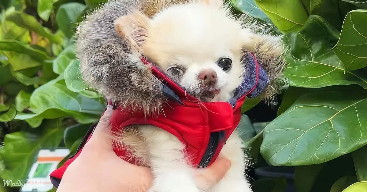 Chihuahua''s Lovable Cart Guard Duties Win Over Shoppers'' Hearts