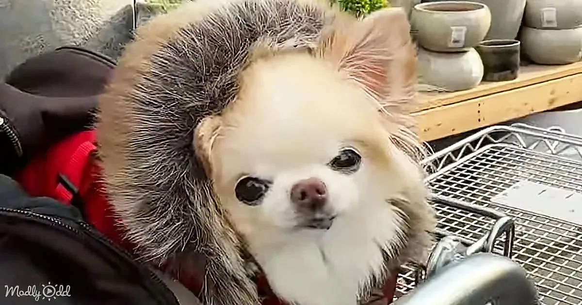 A small white dog with a fluffy coat and a red collar is sitting in a bag.