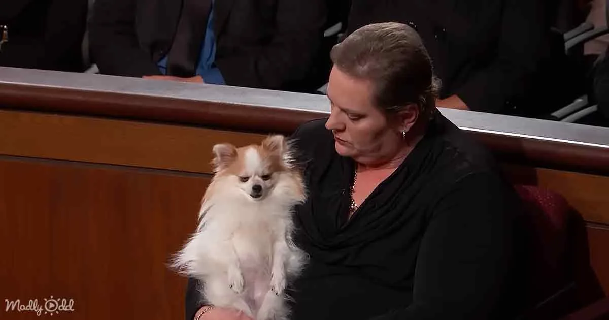 A woman in black holds a fluffy white dog with a black nose, sitting in a courtroom-like setting.