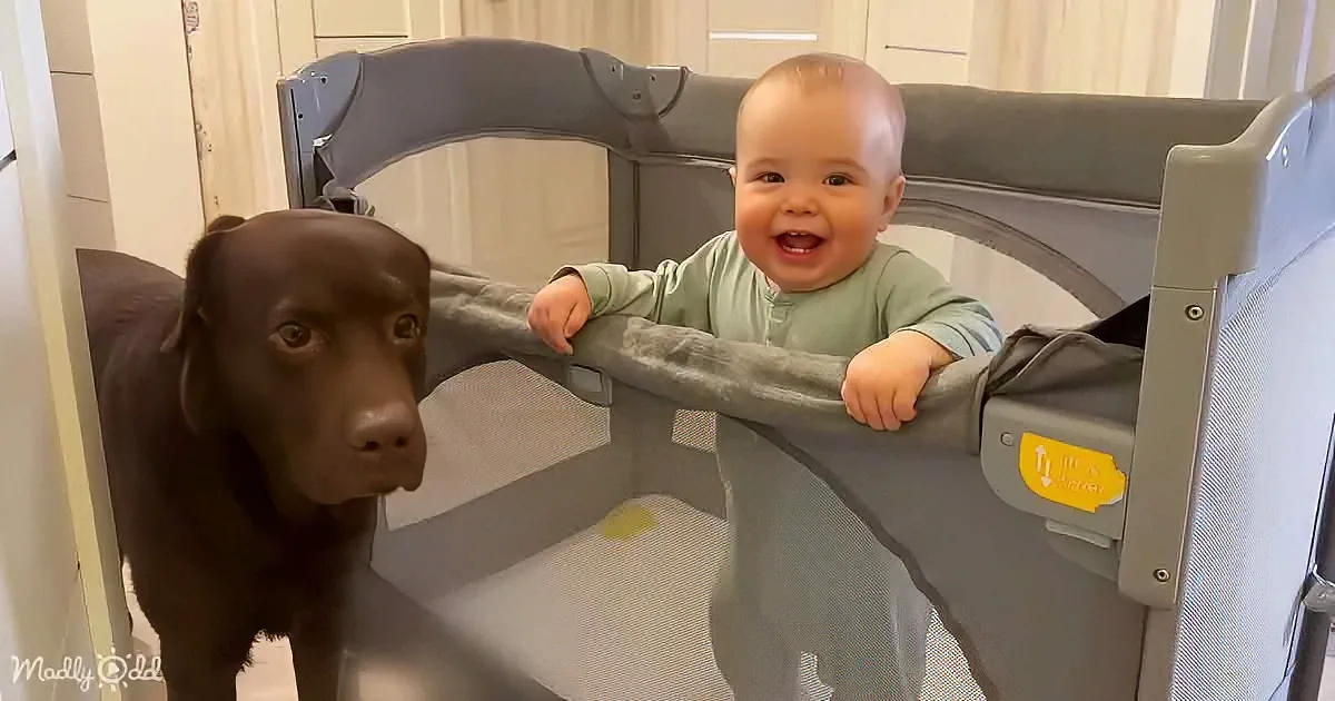 Adorable baby and dog