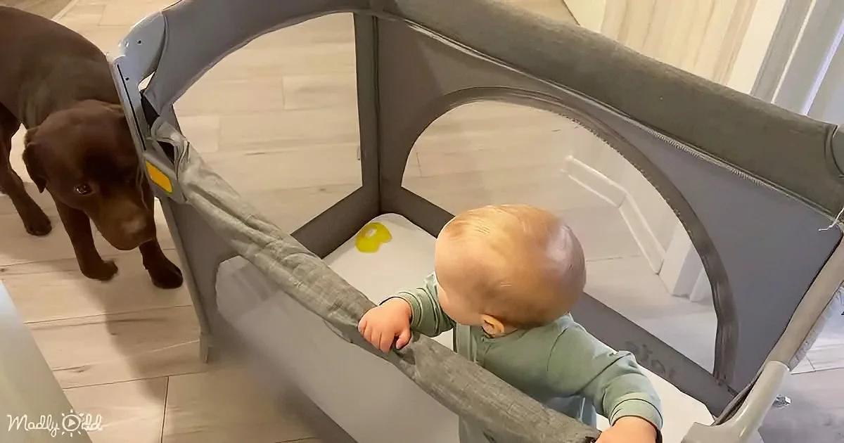 Adorable baby and dog